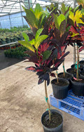 Stand Croton